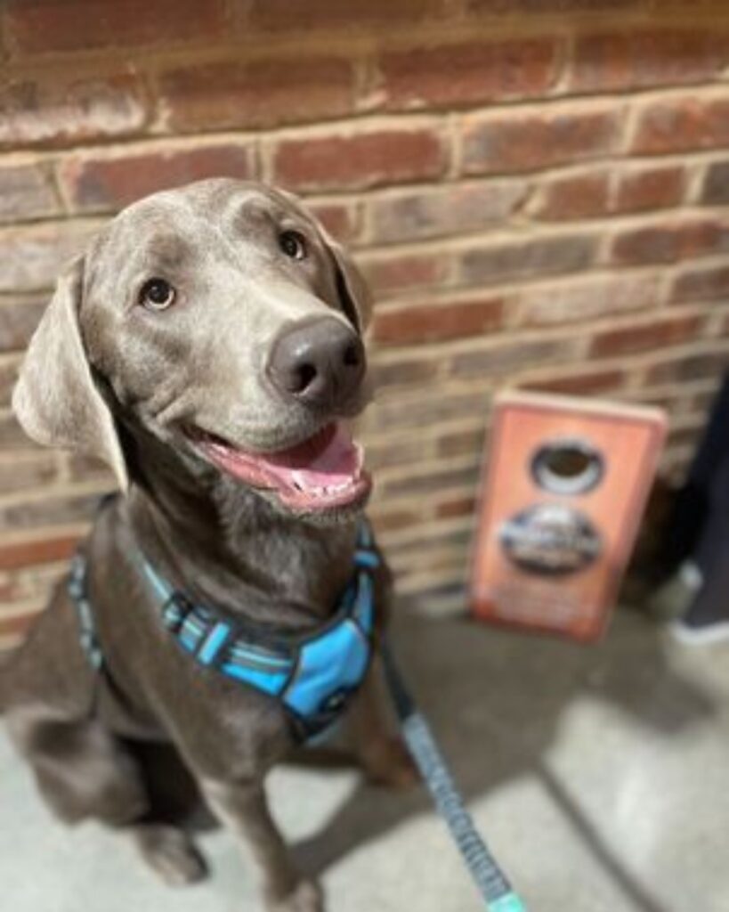 A black dog with a blue collar.
